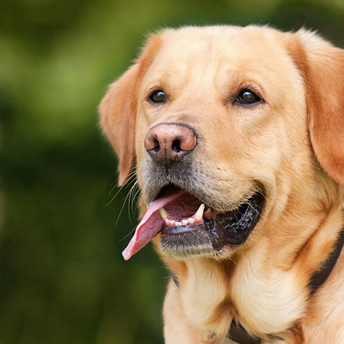  un chiot soin pharmacie Berlioz