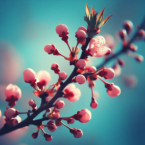 Gemmothérapie herboristerie Saint-Michel-sur-Orge